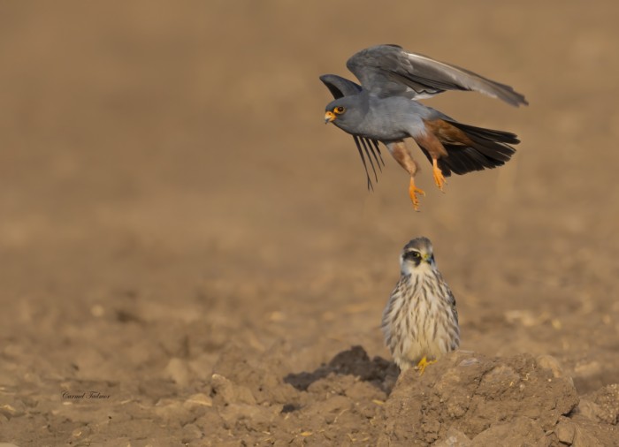 אחד למעלה אחד למטה