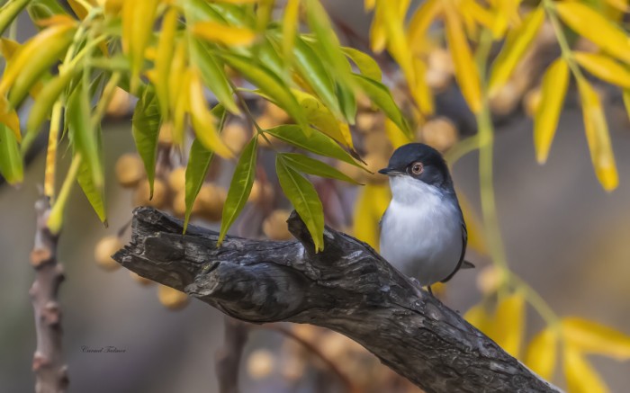 סבכי שחור ראש