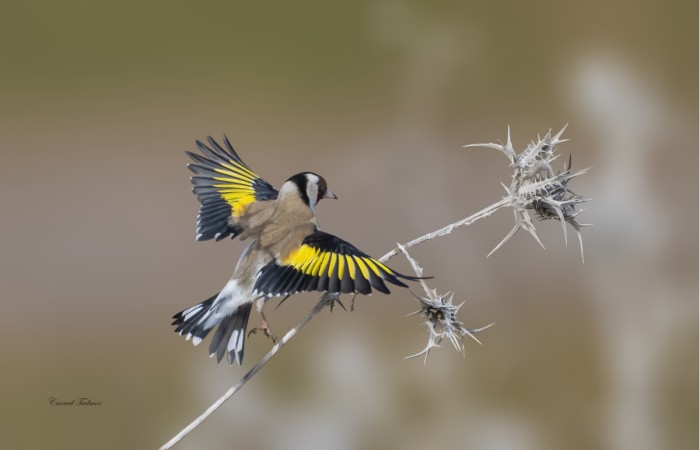 מעוף צבעוני