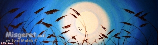 שיבולים כחולה