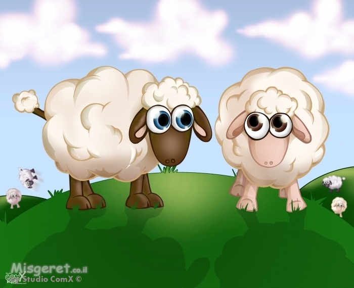 כבשים על גבעה