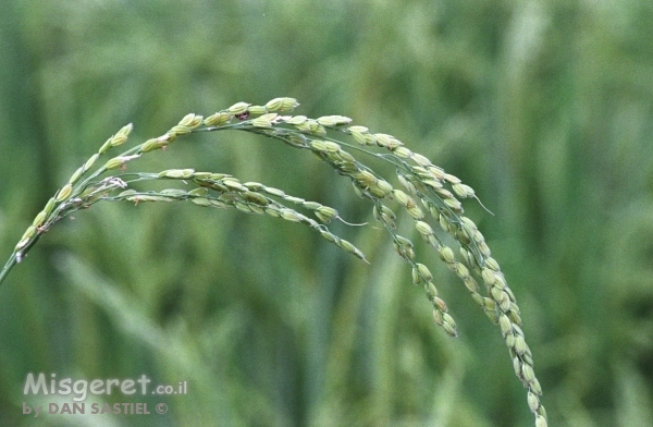 שיבולת בשדה