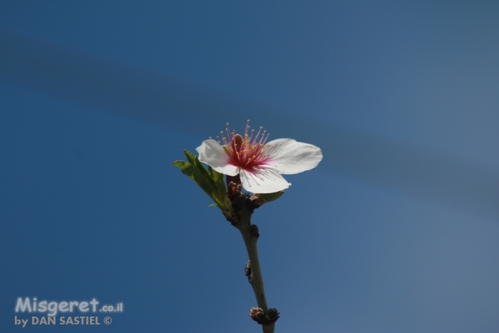 פרח השקדייה אל מול השמים