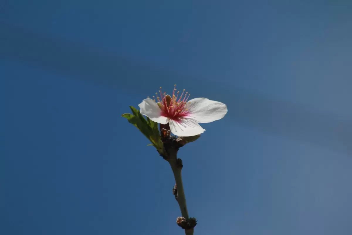 פרח השקדייה אל מול השמים - דן ששתיאל -  - מק''ט: 340565