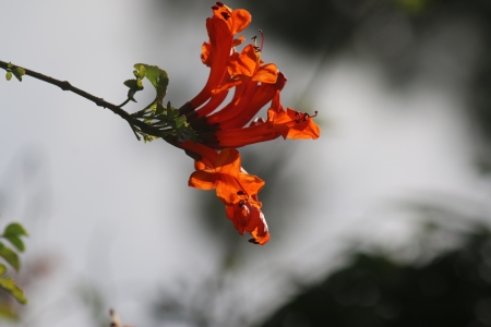 פרחים כתומים