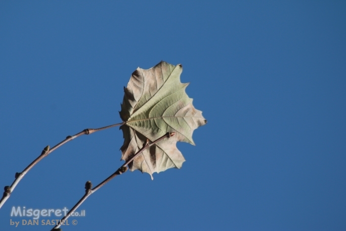 עלה שלכת וניצן