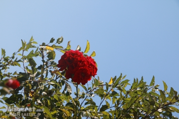 ורד אל מול שמים