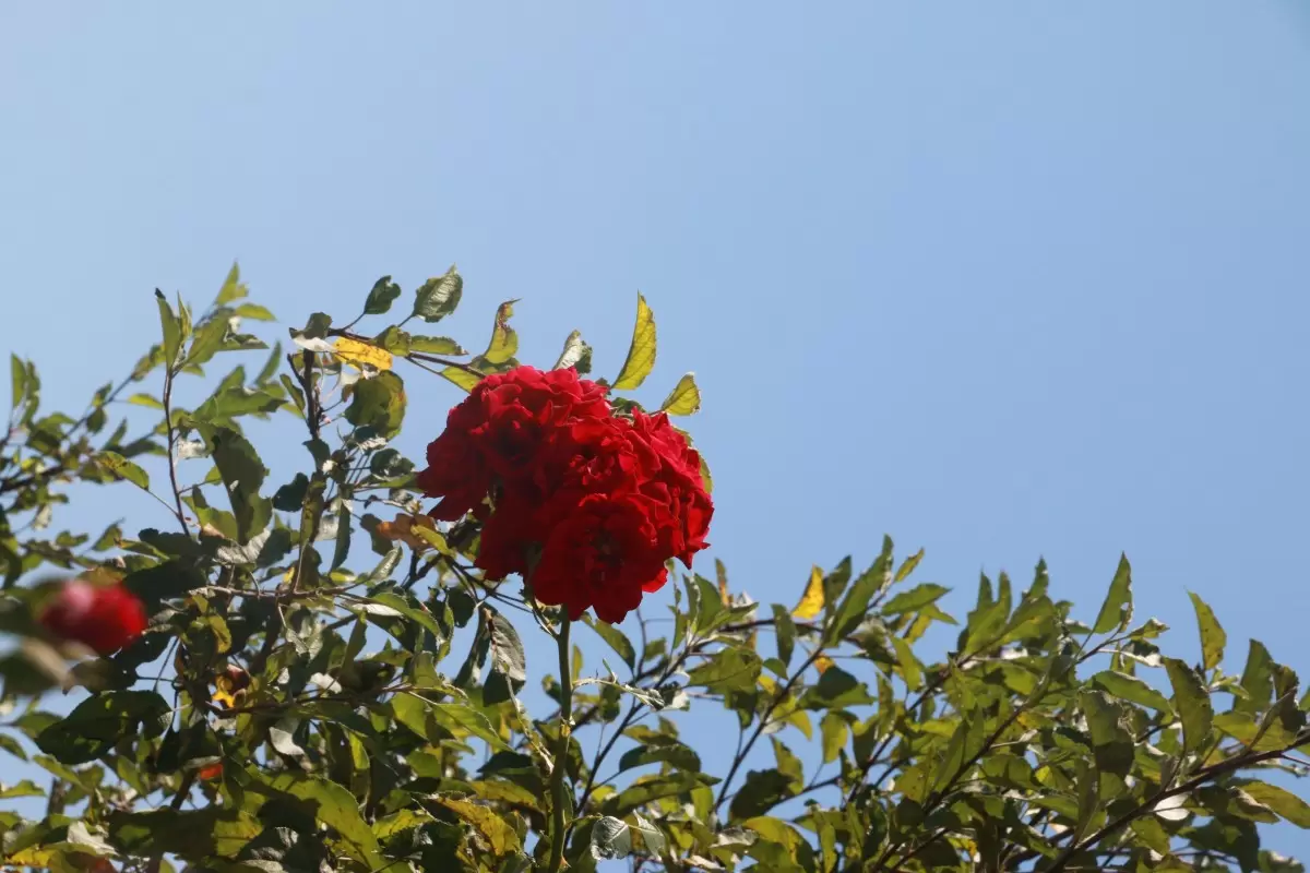 ורד אל מול שמים - דן ששתיאל -  - מק''ט: 365180