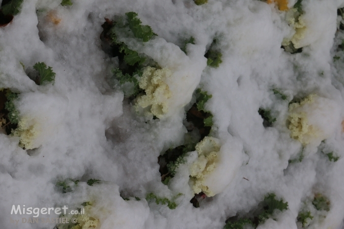 פריחה צהובה בשלג