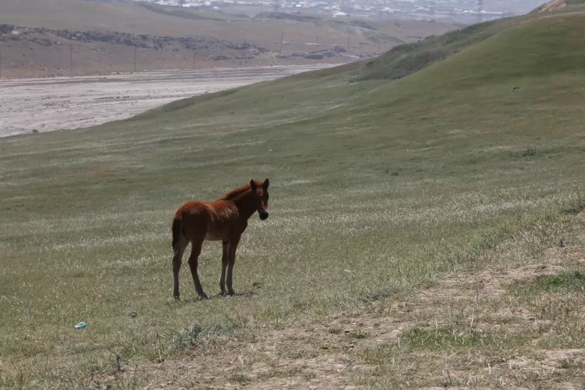 סוס יפה - דן ששתיאל -  - מק''ט: 397411