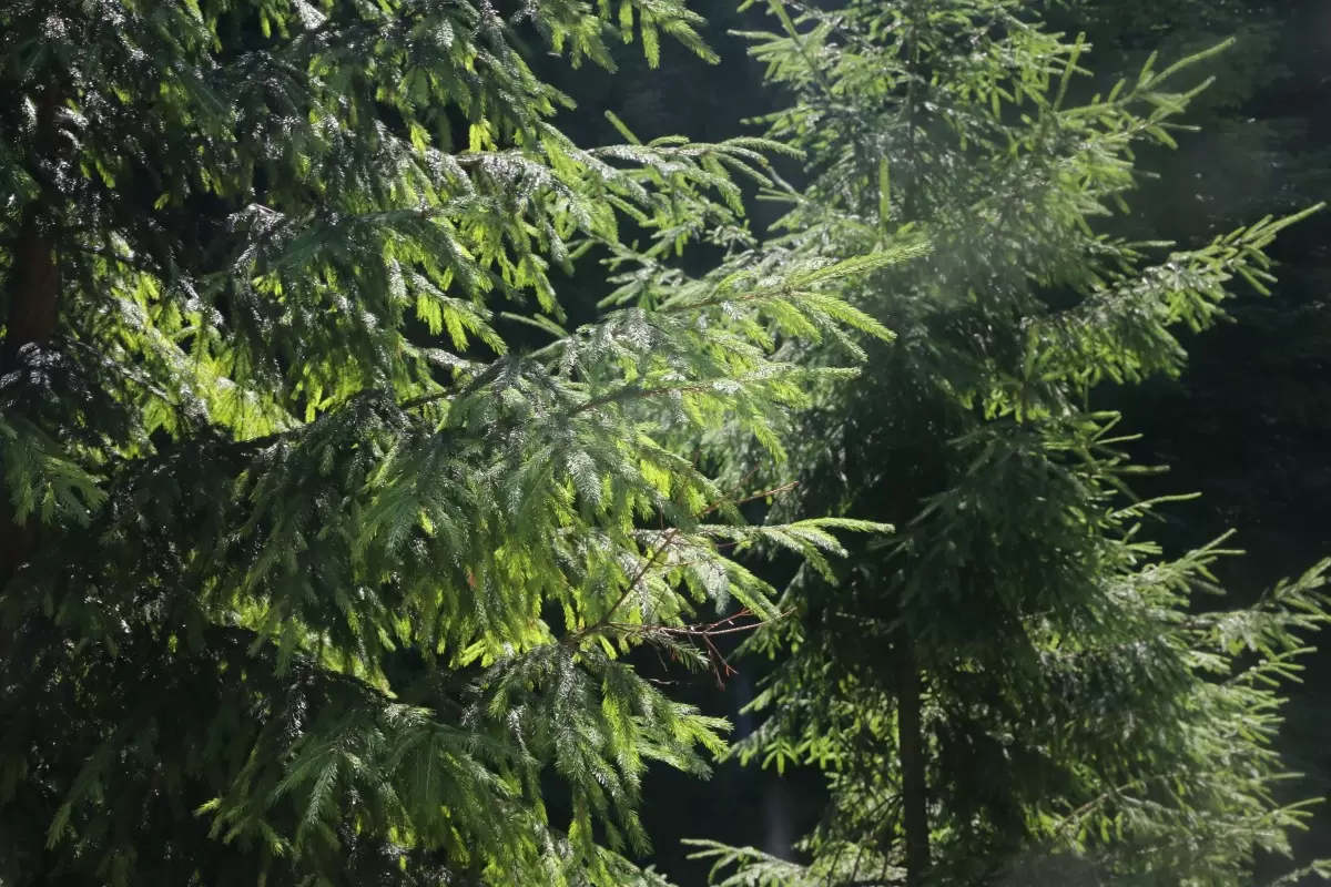 ענפים ירוקים - דן ששתיאל -  - מק''ט: 416954