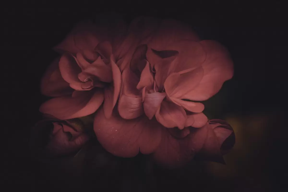 פרח פראי - דקל בר - תמונות רומנטיות לחדר שינה אבסטרקט פרחוני ובוטני  - מק''ט: 417848