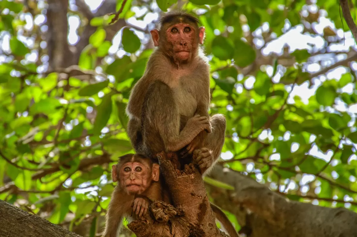 אי הקופים - דקל בר -  - מק''ט: 418245