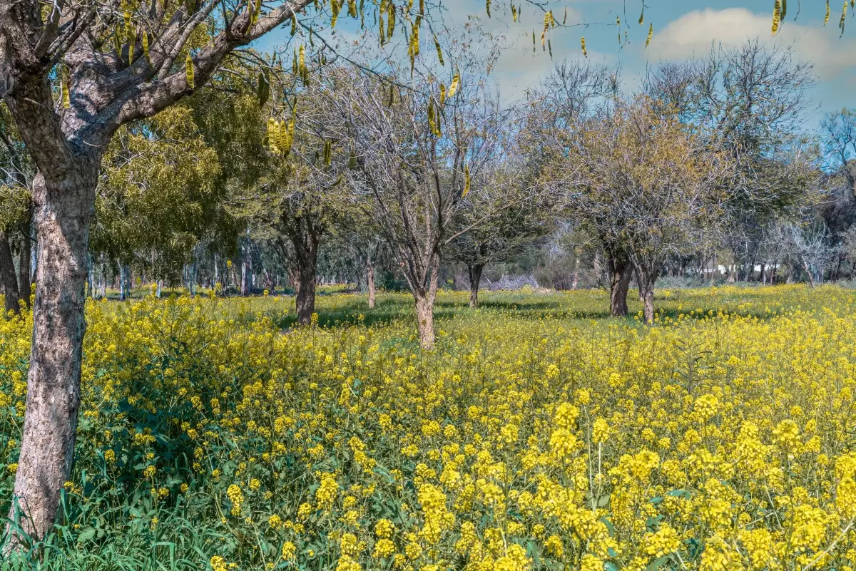 עצים בשדה צהוב - דקל בר - נופים יפים  - מק''ט: 429862