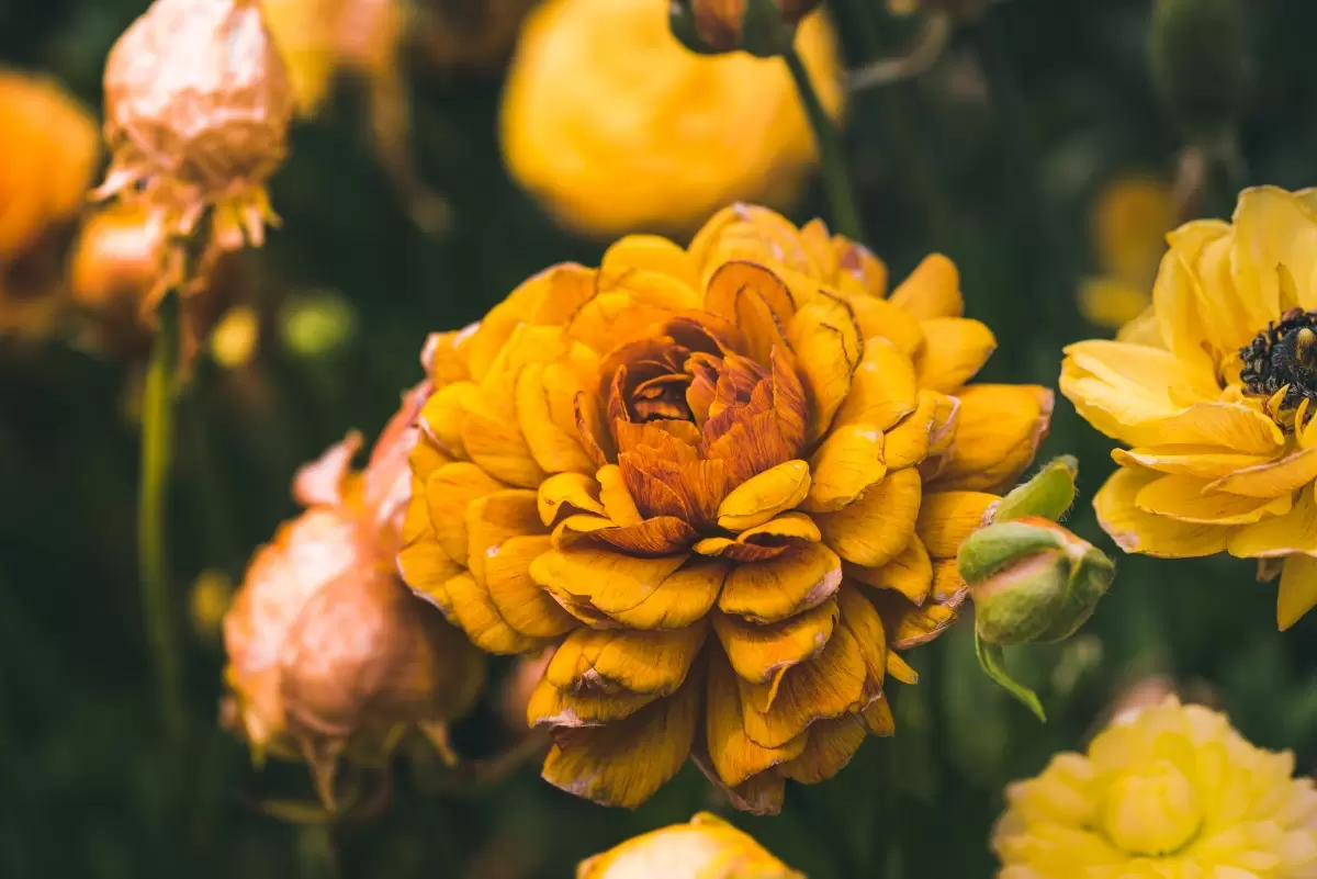 פרחים צהובים - דקל בר - תמונות תקריב מאקרו  - מק''ט: 430639
