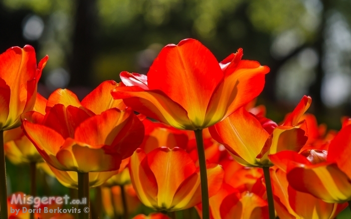אורות אדומים