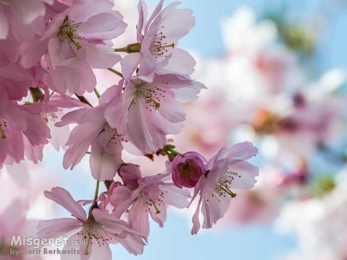 פריחת הדובדבן