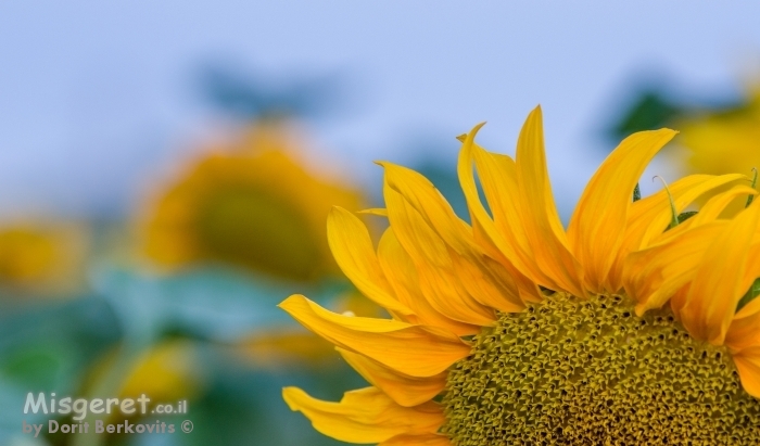 תנו לשמש לעלות