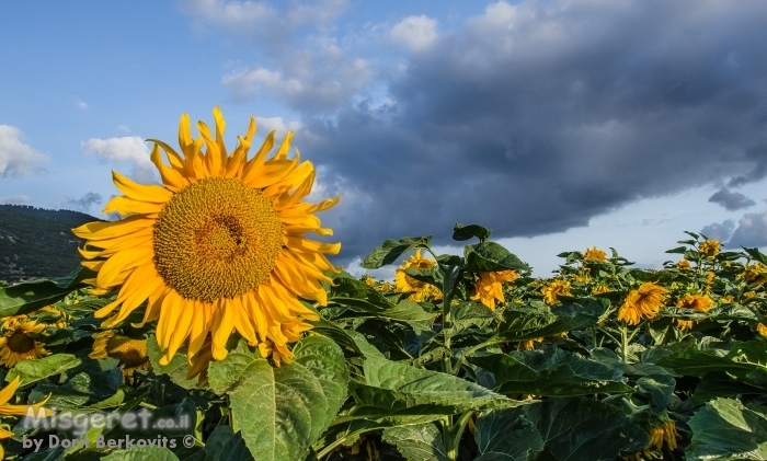 אחת מעל כולן