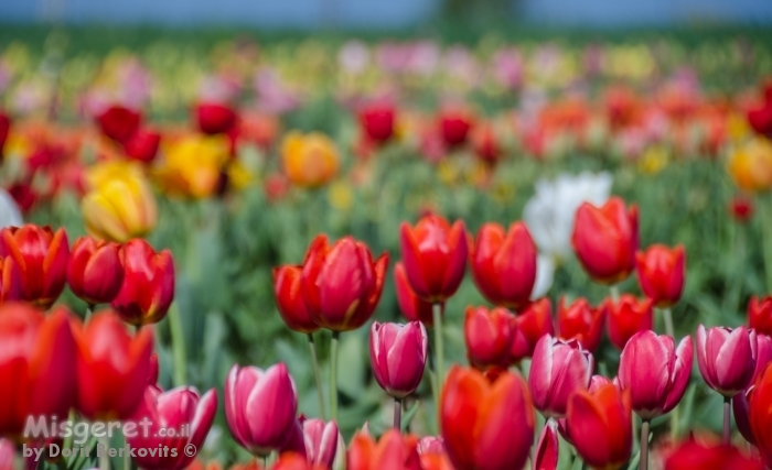 שכבות של צבע