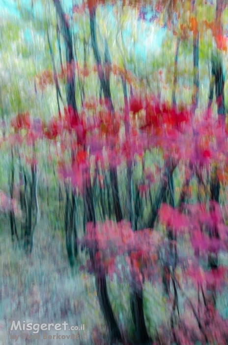 שלכת ציורית