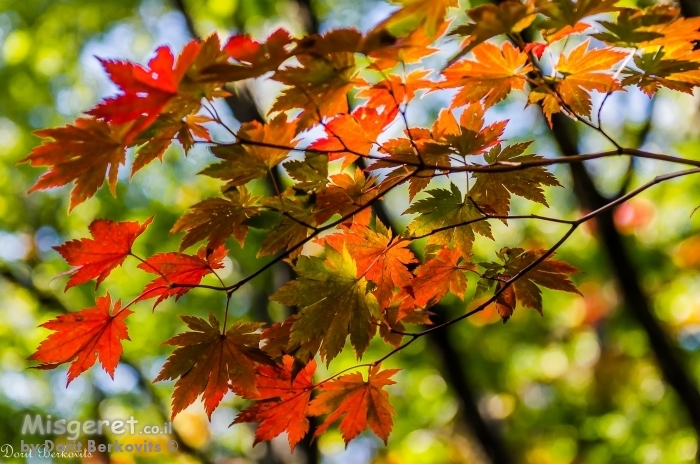 גוונים של שלכת