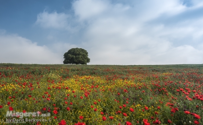 לבד בין הפרחים