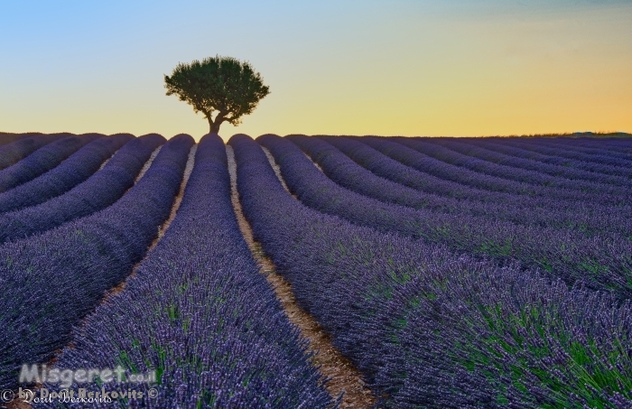 בדד בשדה הלבנדר