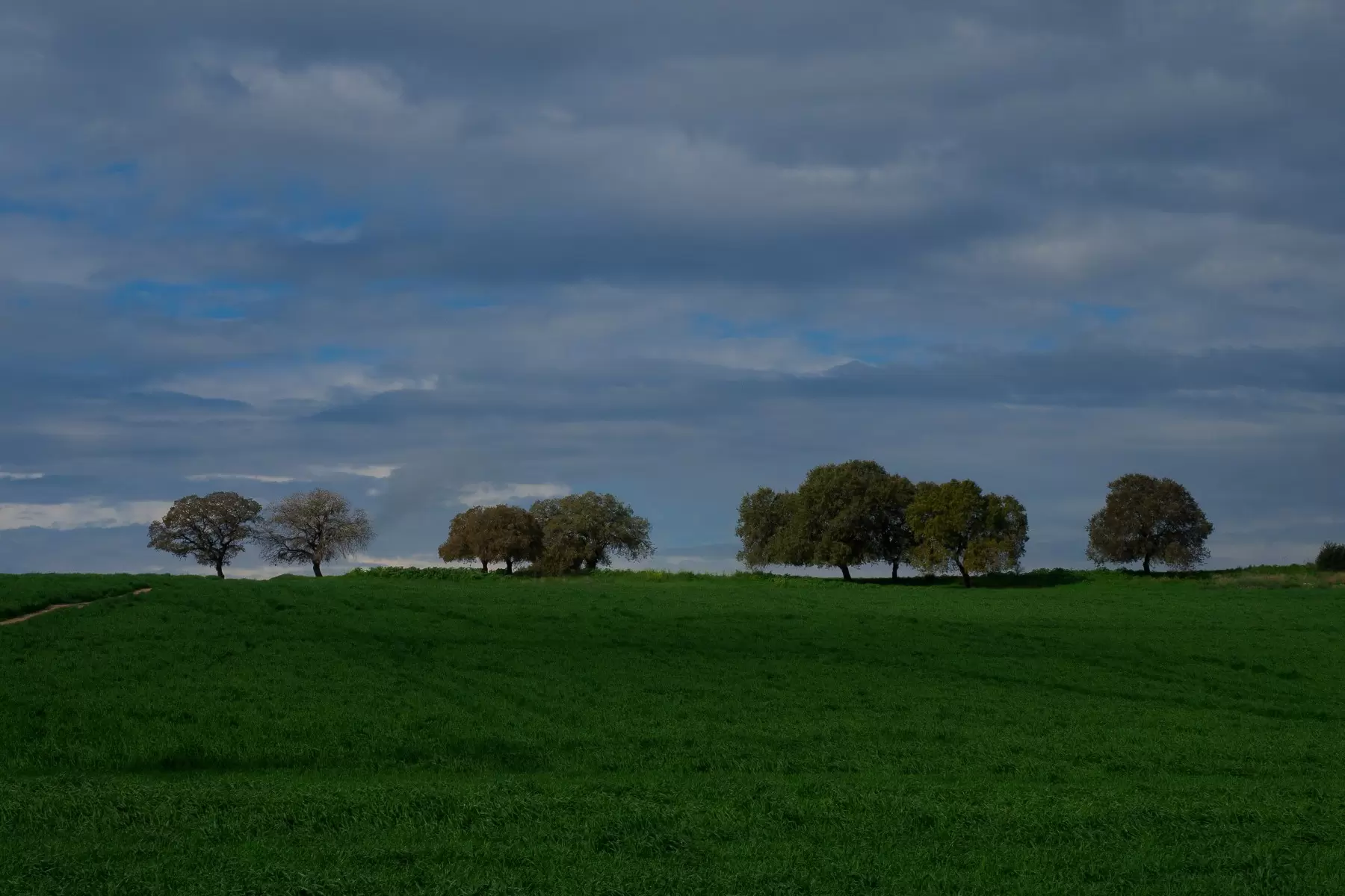 עצים בשדה ירוק - דורון אמבר - תמונות לפינת אוכל כפרית צילומים  - מק''ט: 468531
