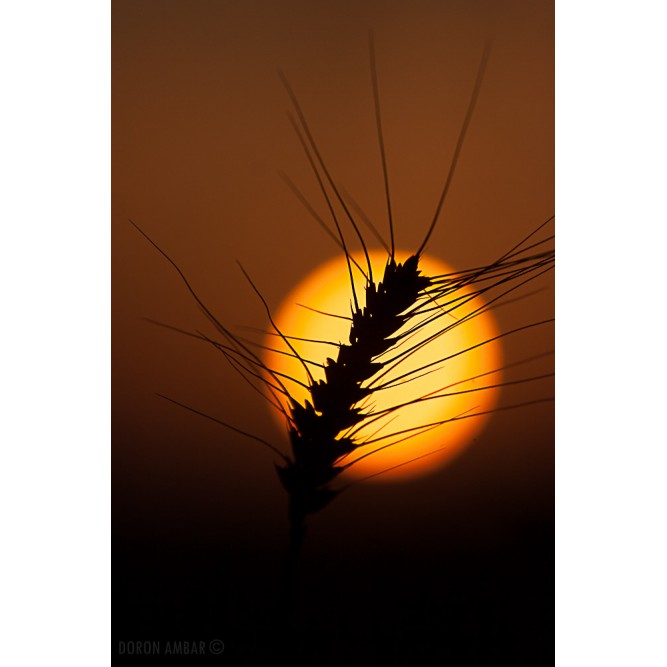 שיבולת בשקיעה