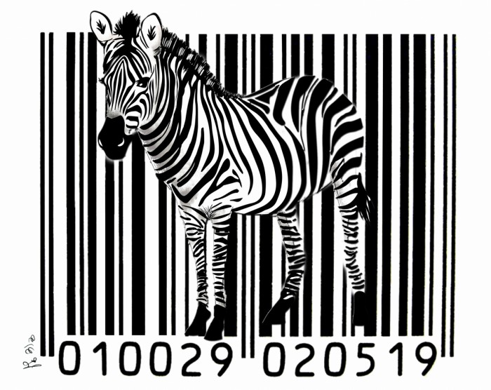 זברה בר- קוד