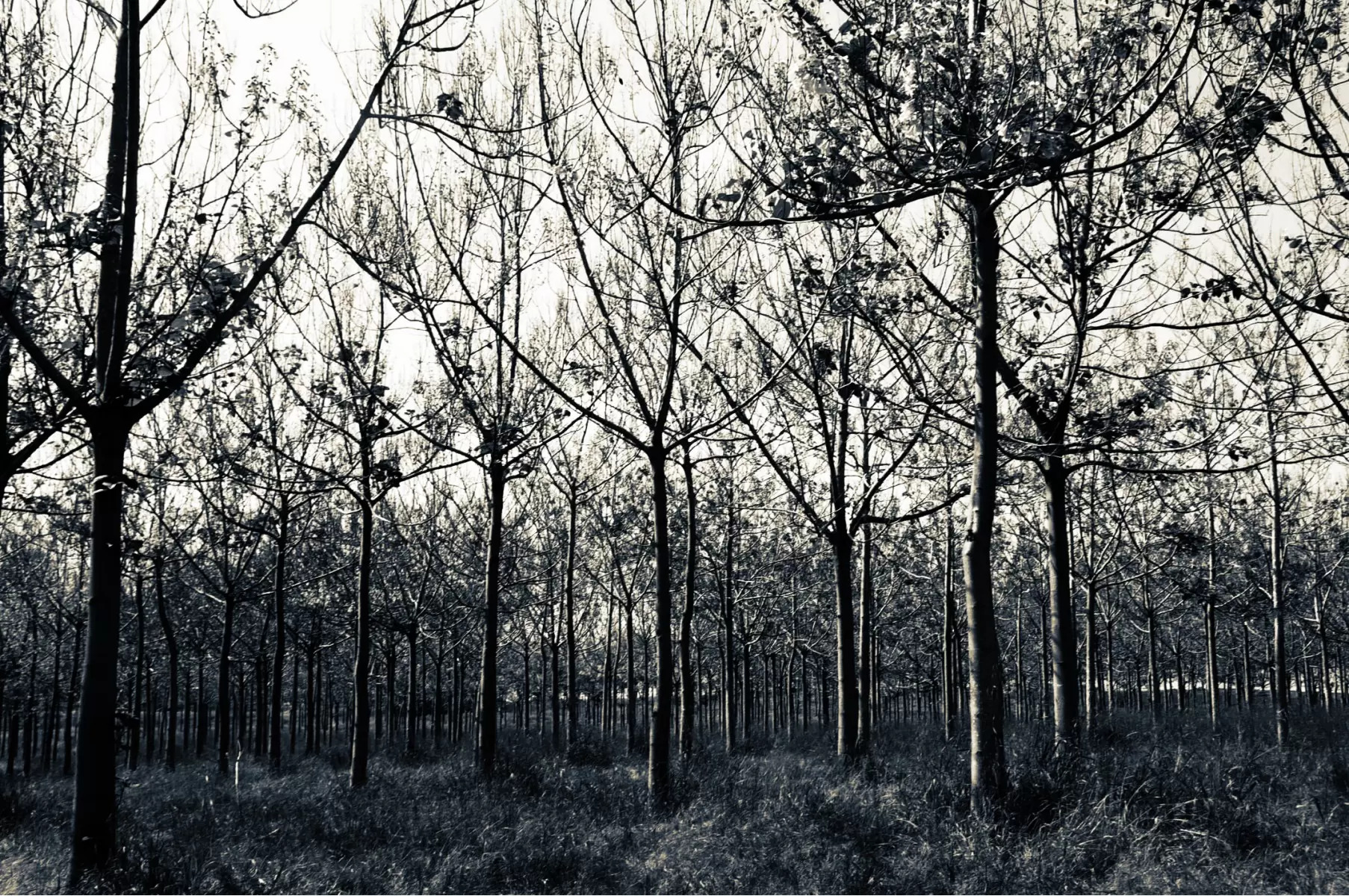 עצים - אלי נגר - תמונות שחור לבן  - מק''ט: 227118