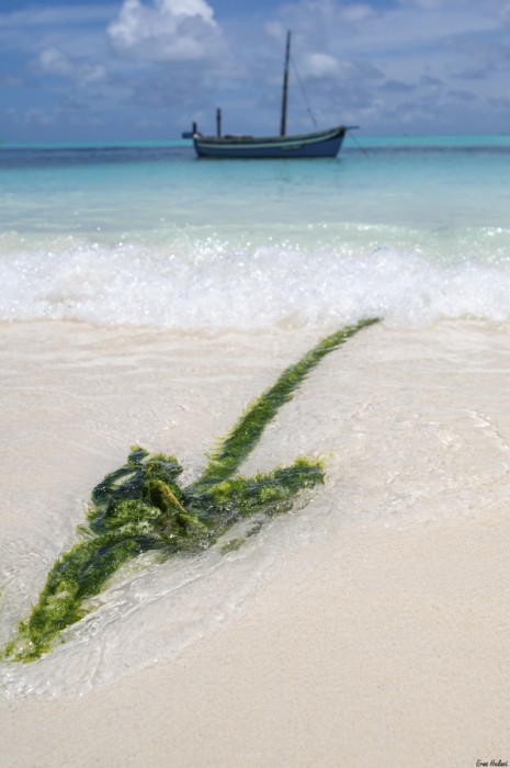 The Boat