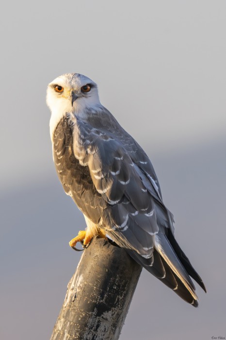 דאה שחורת כתף