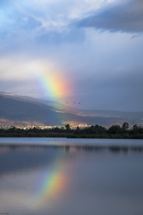 קשת באגמון החולה