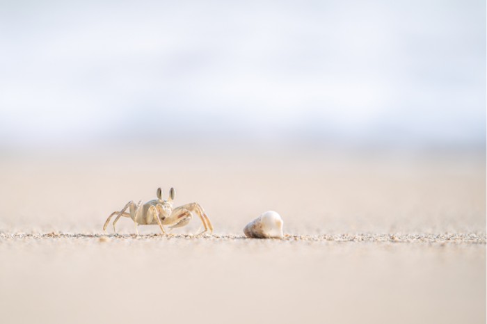 סרטן וקונכיה