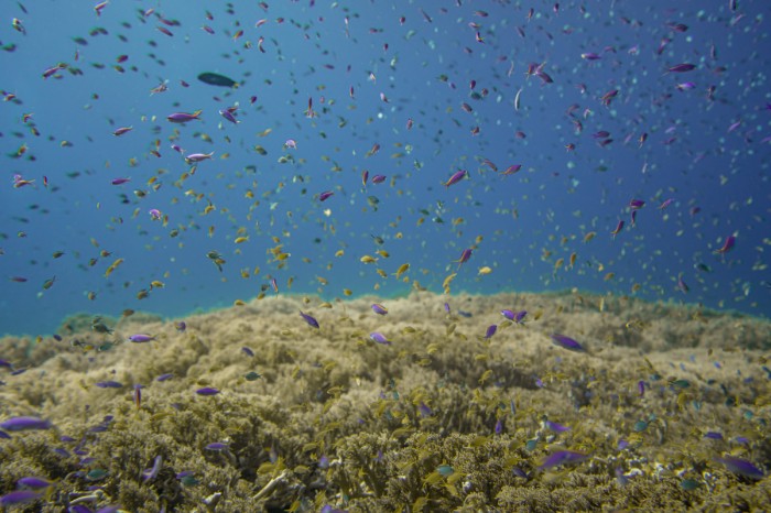 עיר תת ימית