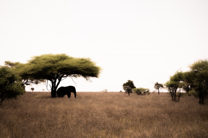 פיל בסוואנה