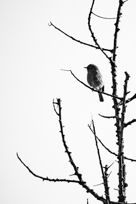 מינימליזם ציפור על עץ