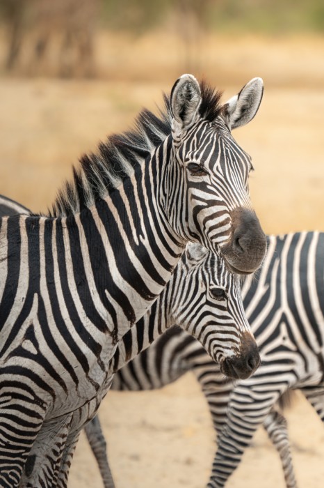 זברות בסוואנה