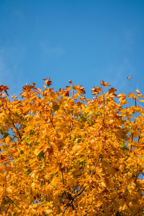 שלכת ושמיים