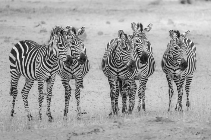 פסים בסוואנה