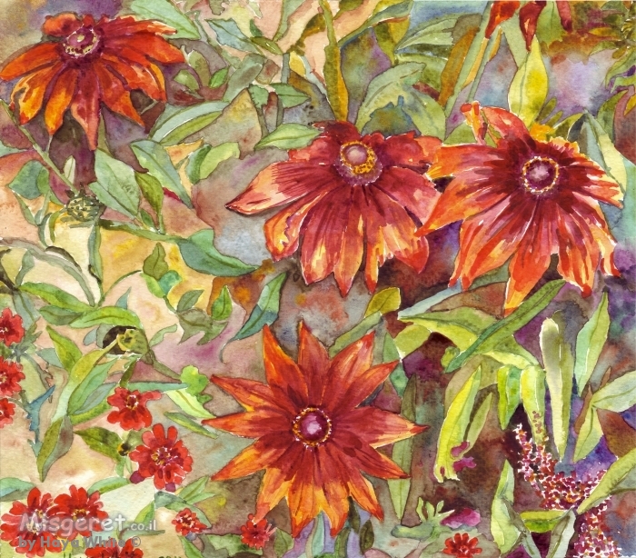 חרציות אדומות