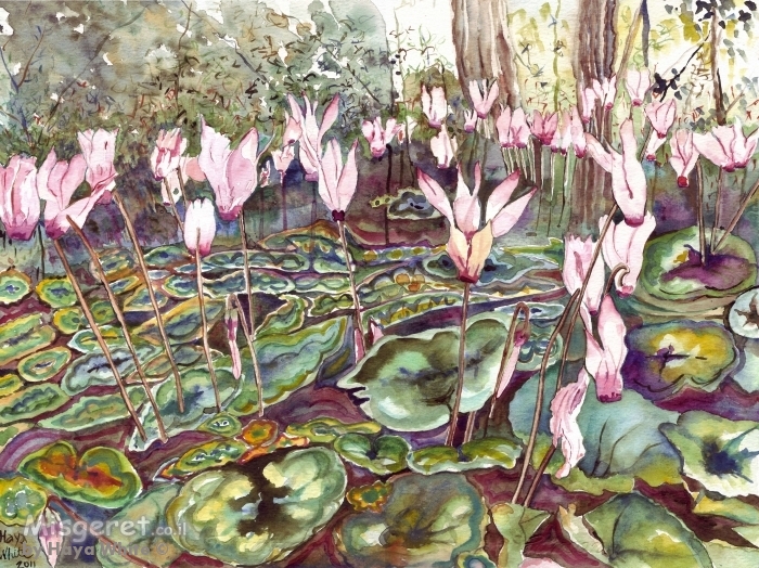 רקפות פראיות