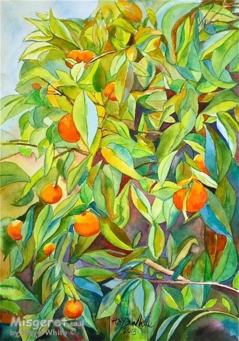 תפוזים בשמש