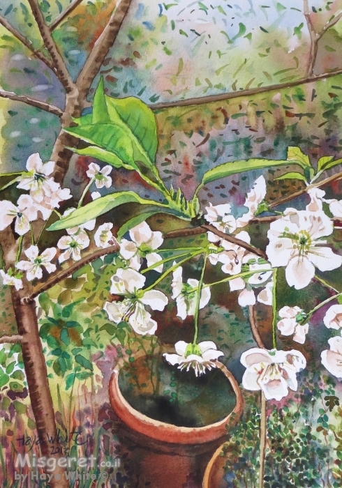 פריחת הדובדבן