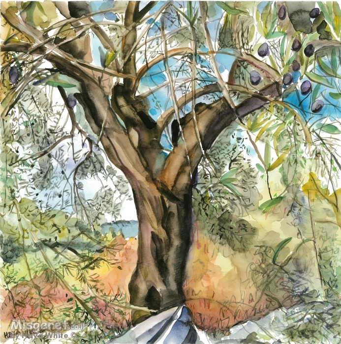 עץ זית עתיק