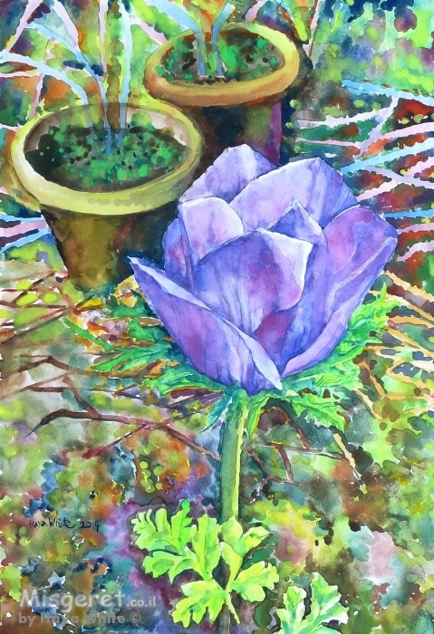 כלנית סגולה