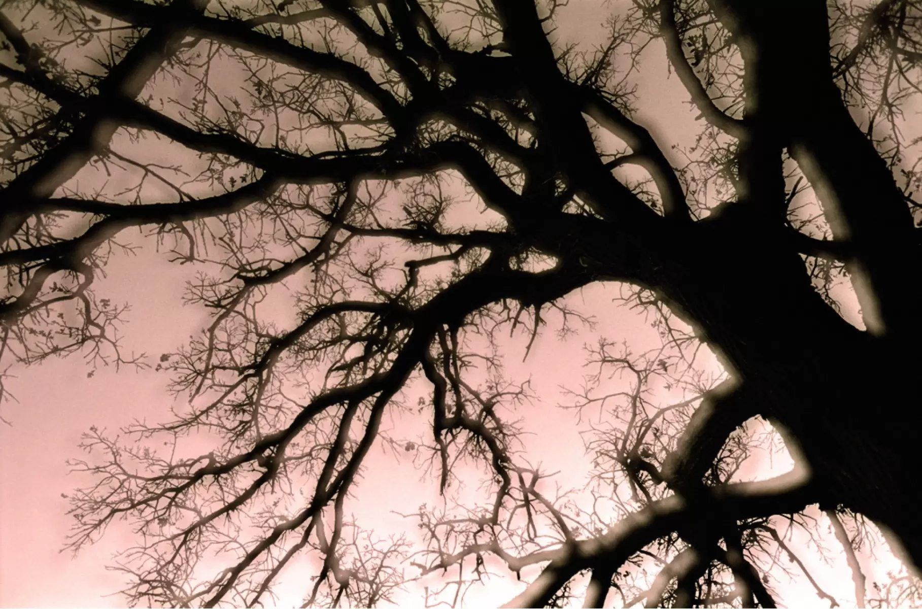 העץ המסתורי - עידן גיל -  - מק''ט: 16285
