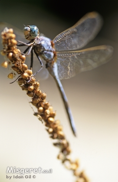 Dragon Fly